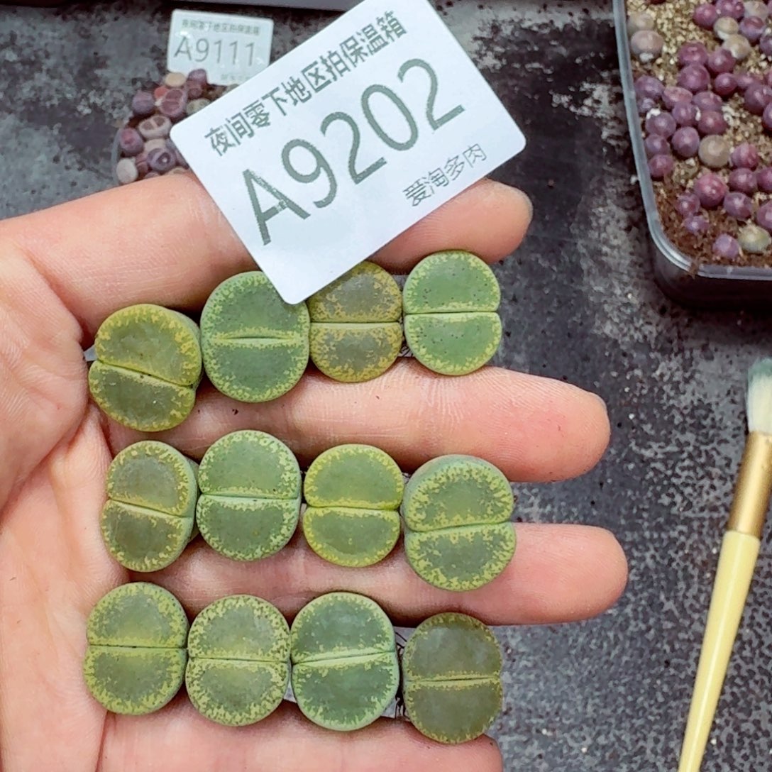 9202––零下地区需拍保温箱