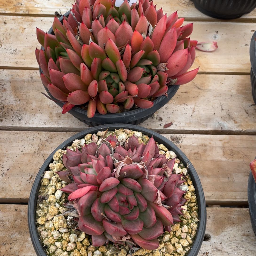 杰***洁无花朵若如东云组拍E924