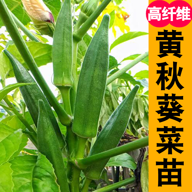 黄秋葵苗 高产春播秋葵辣椒西红柿苗蔬菜苗秧苗阳台盆栽
