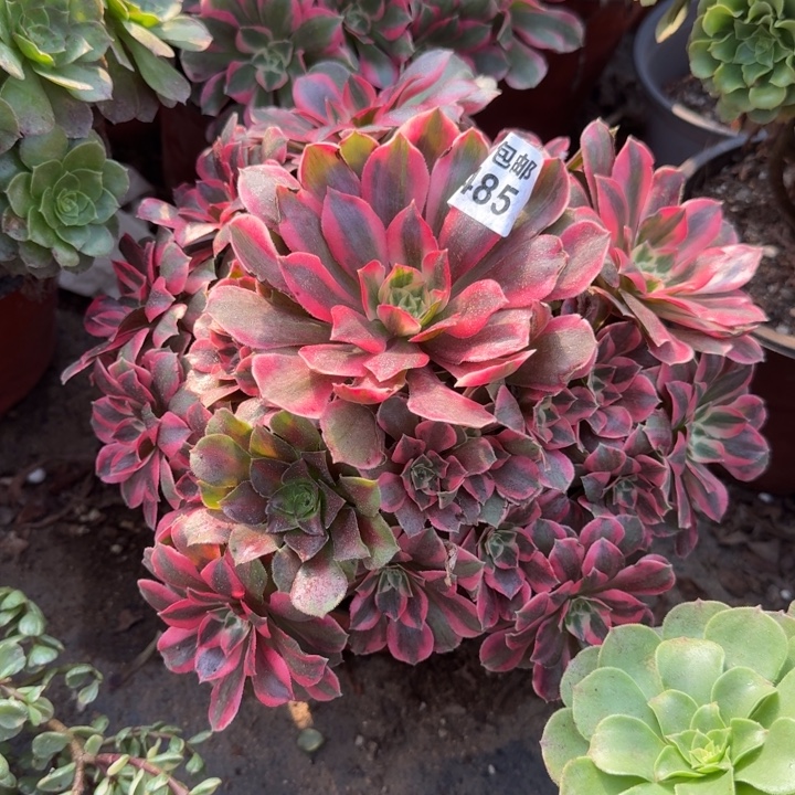 满20包邮，485女妖