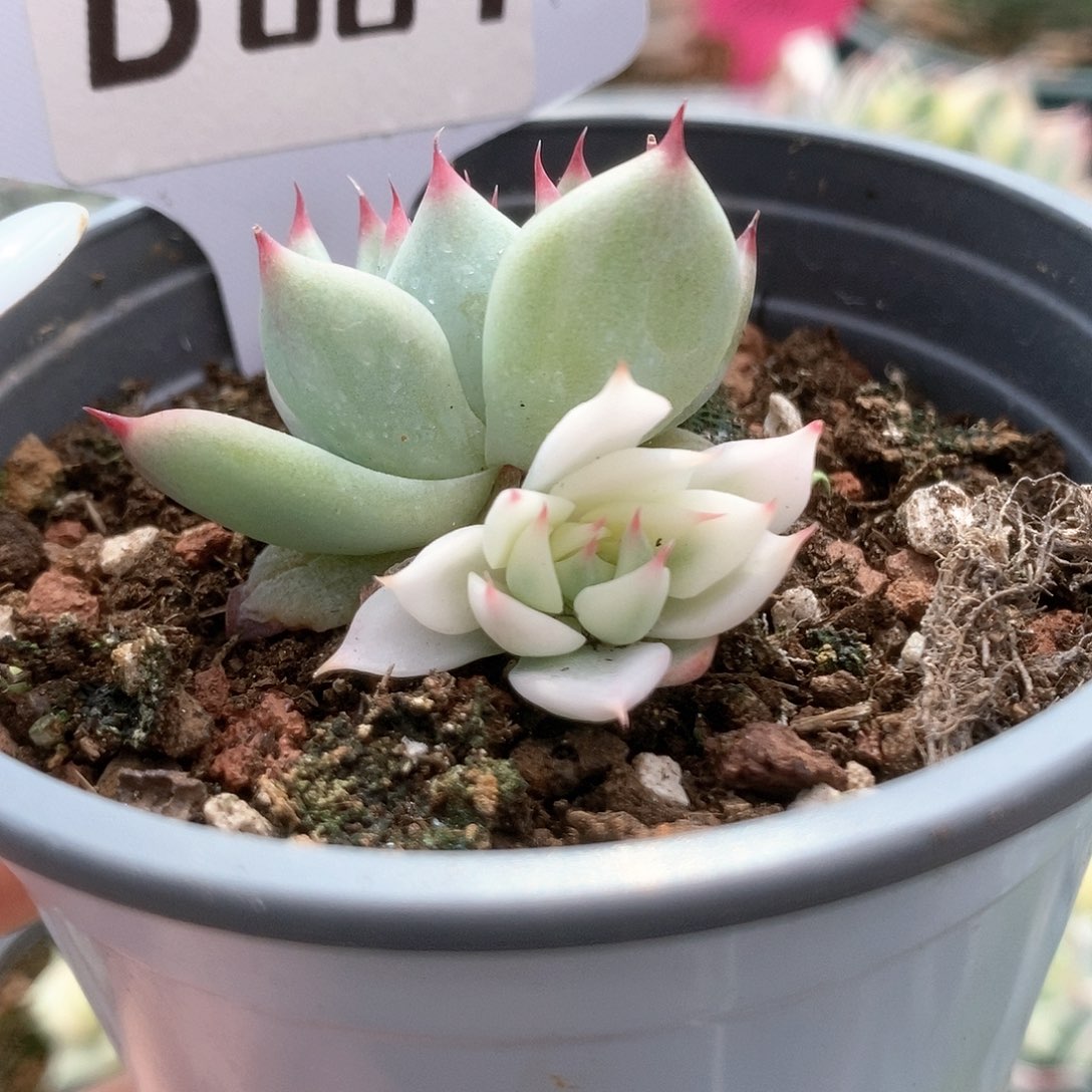 087覆轮锦锦锦锦锦锦锦
