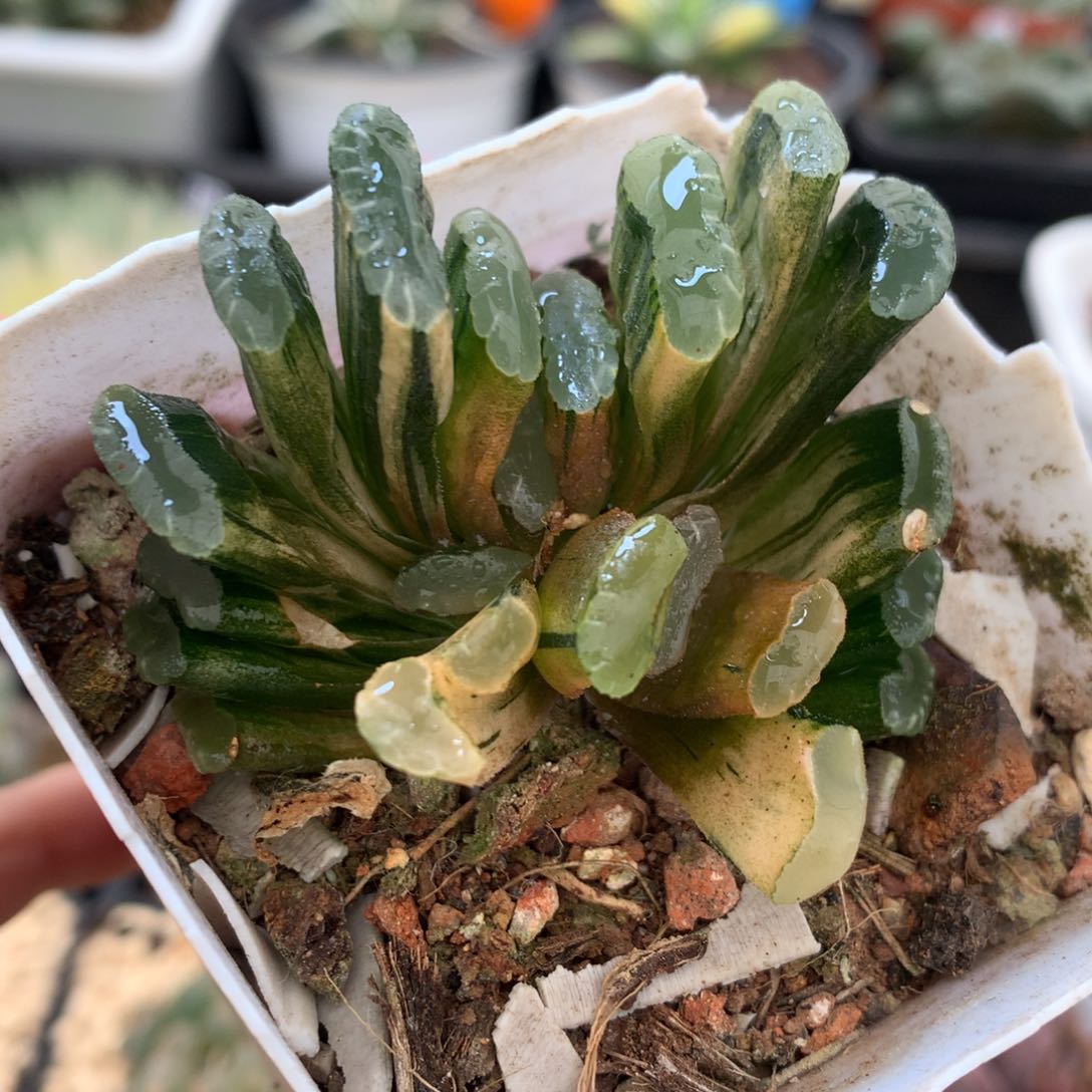 薄叶玉扇锦，带盆发货