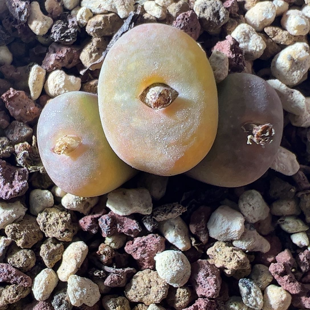 一物一拍脱土发。    302