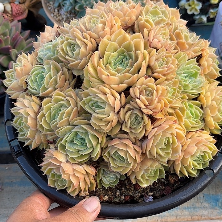 多肉植物一物一拍