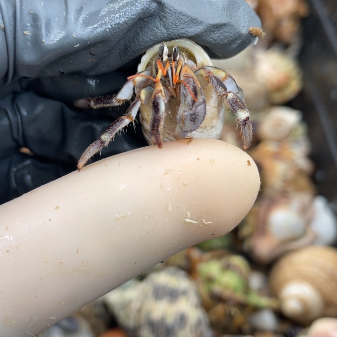 不退不换活体宠物233