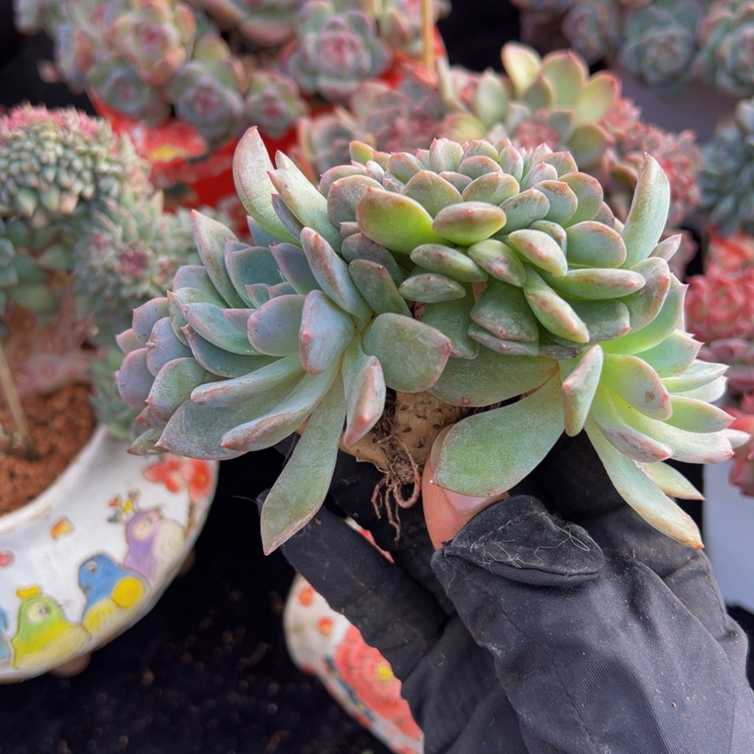 西柚琥珀缀化4朵朵缀