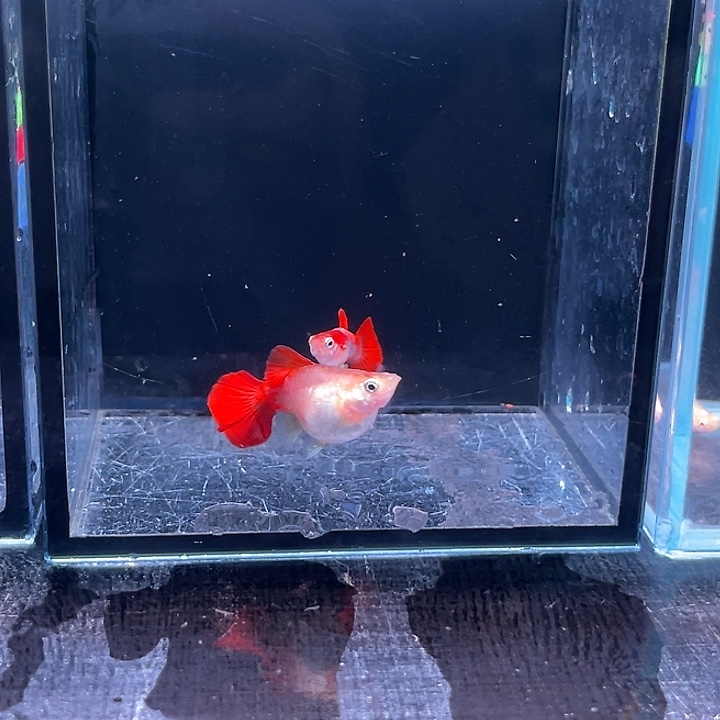 上***姜孔雀鱼辛加蓝马赛克3对