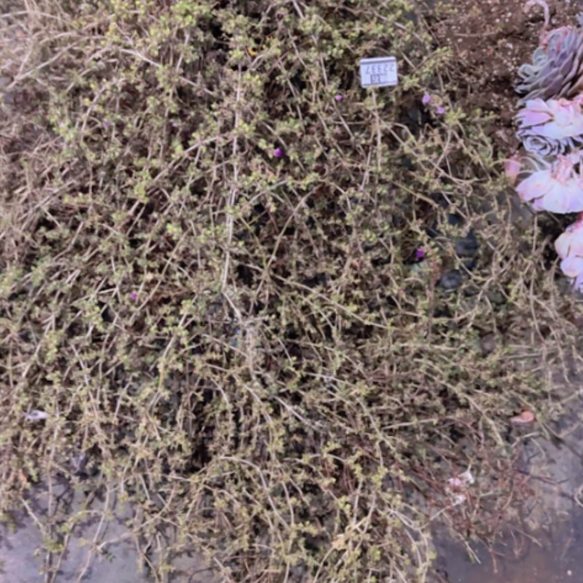 【闪购商品】枝干番杏22337