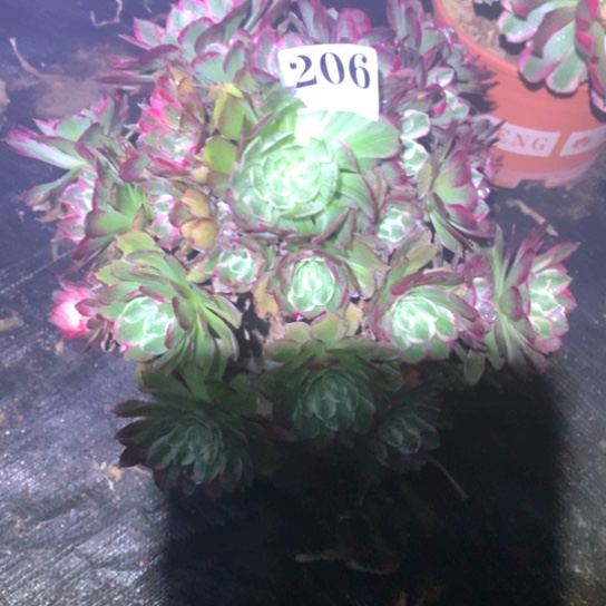 多肉植物海鲜206