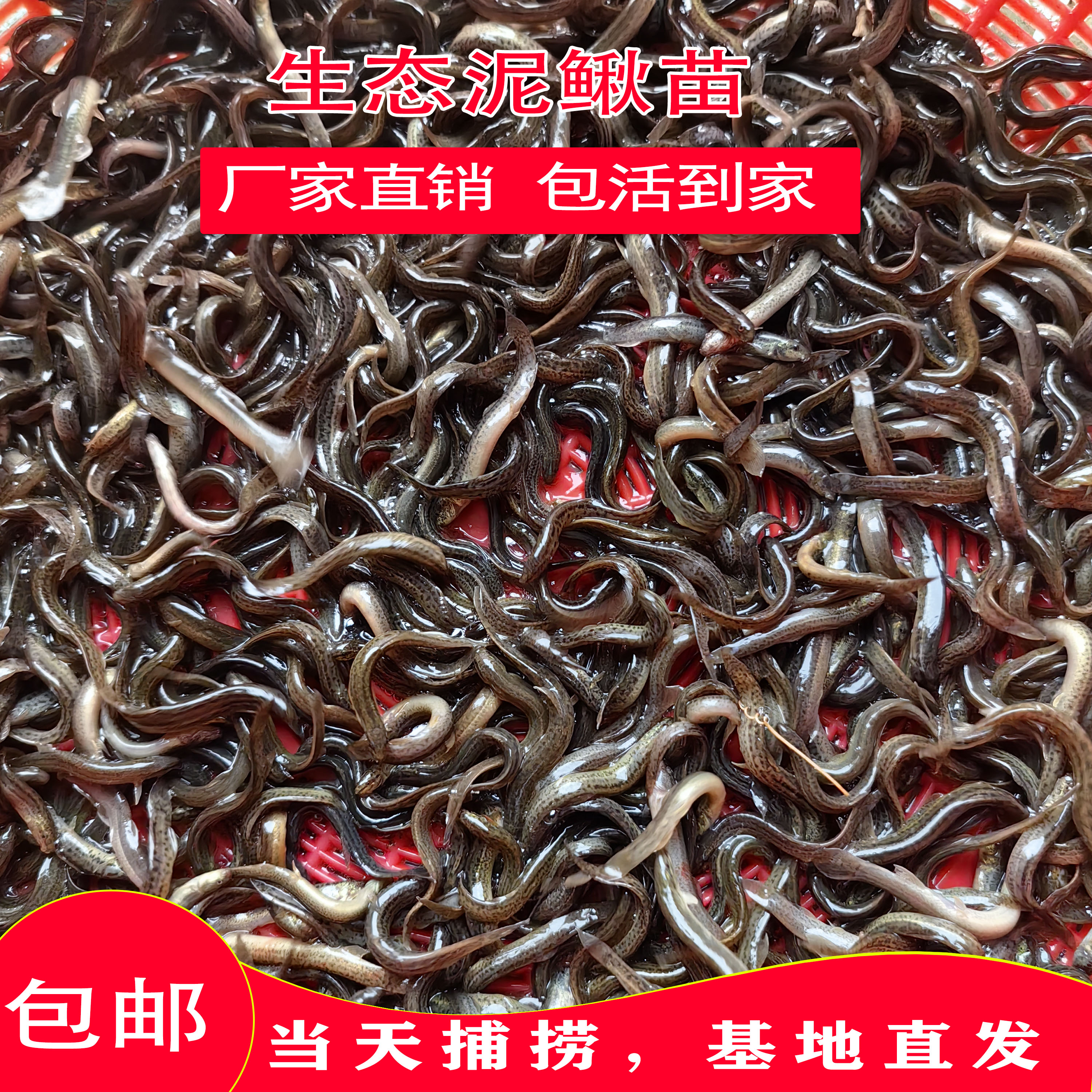 鲜活泥鳅苗可作观赏鱼饲料用于喂乌龟钓鱼筏钓养殖