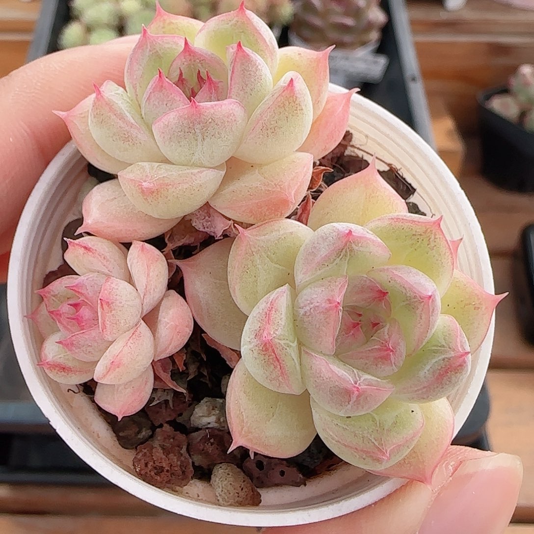 1107----190包子麦秆群