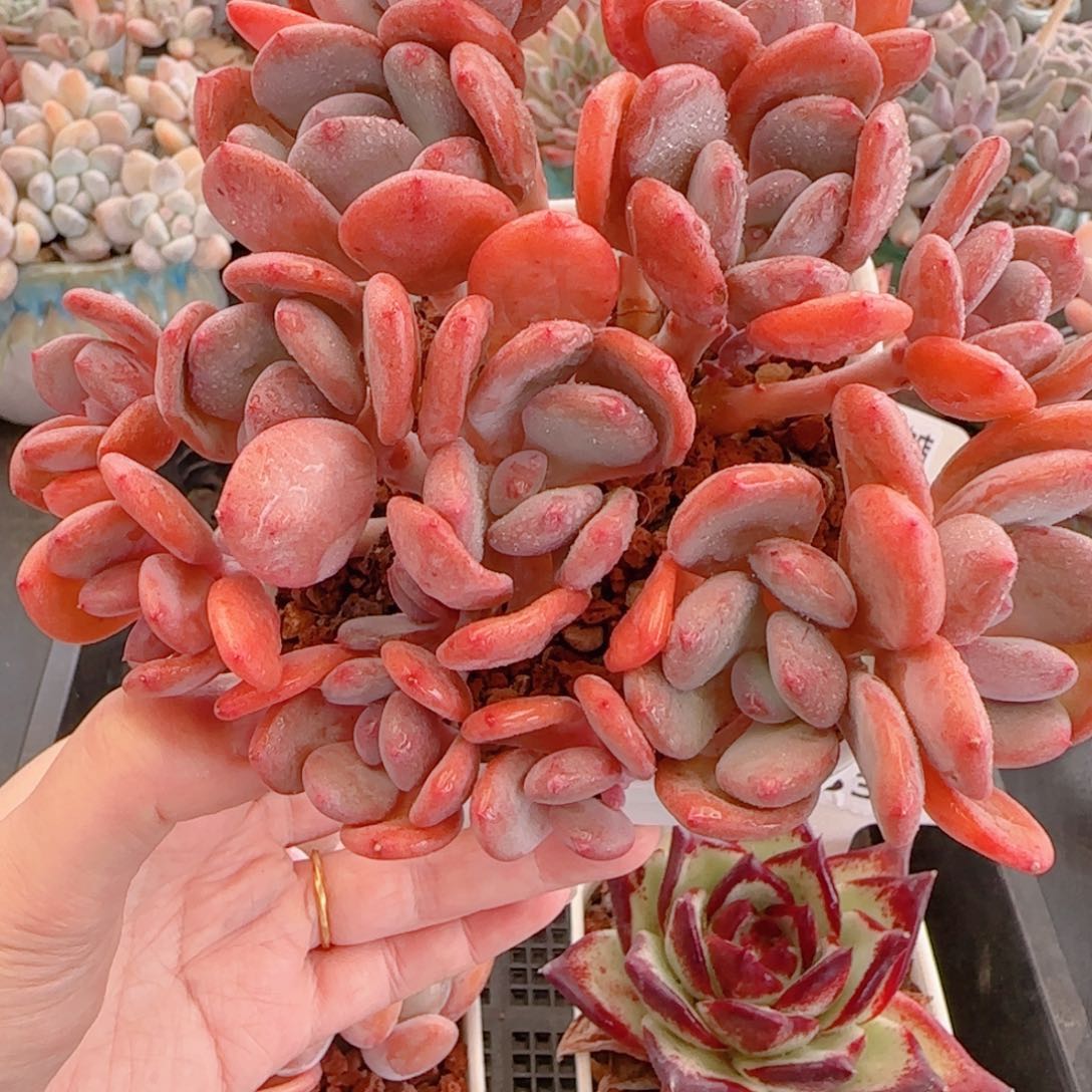 多肉植物8535…………….