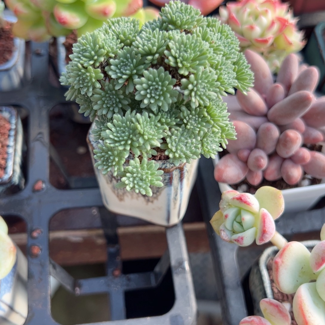 ￴***￴6666666666666666666666