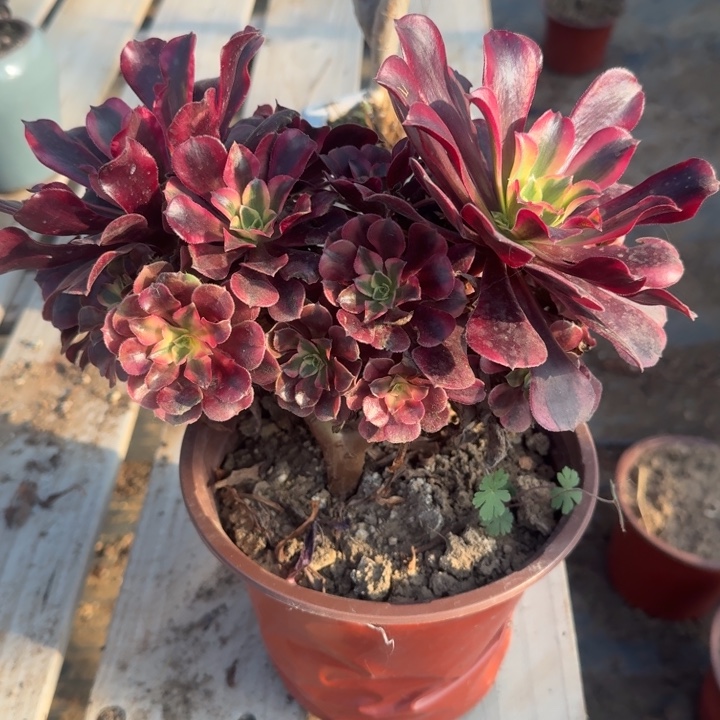 燕***@特特特特法师发誓22