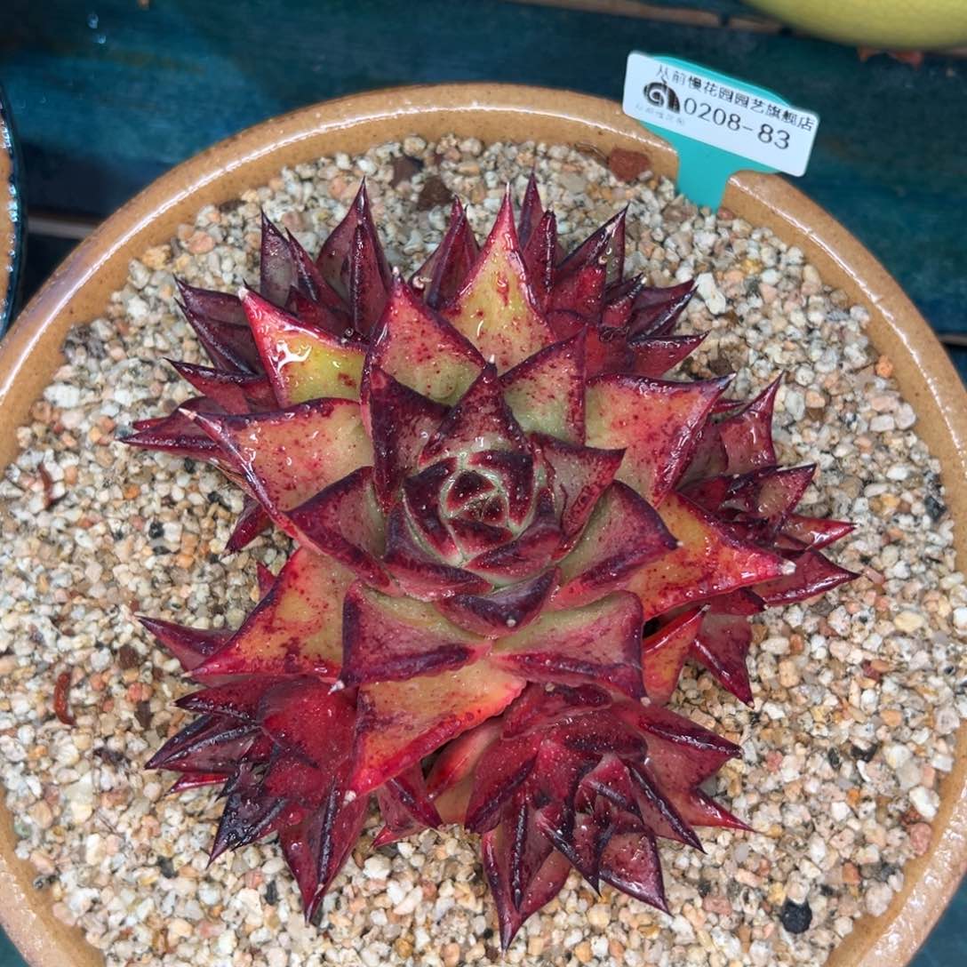 多肉一物一拍0208-83