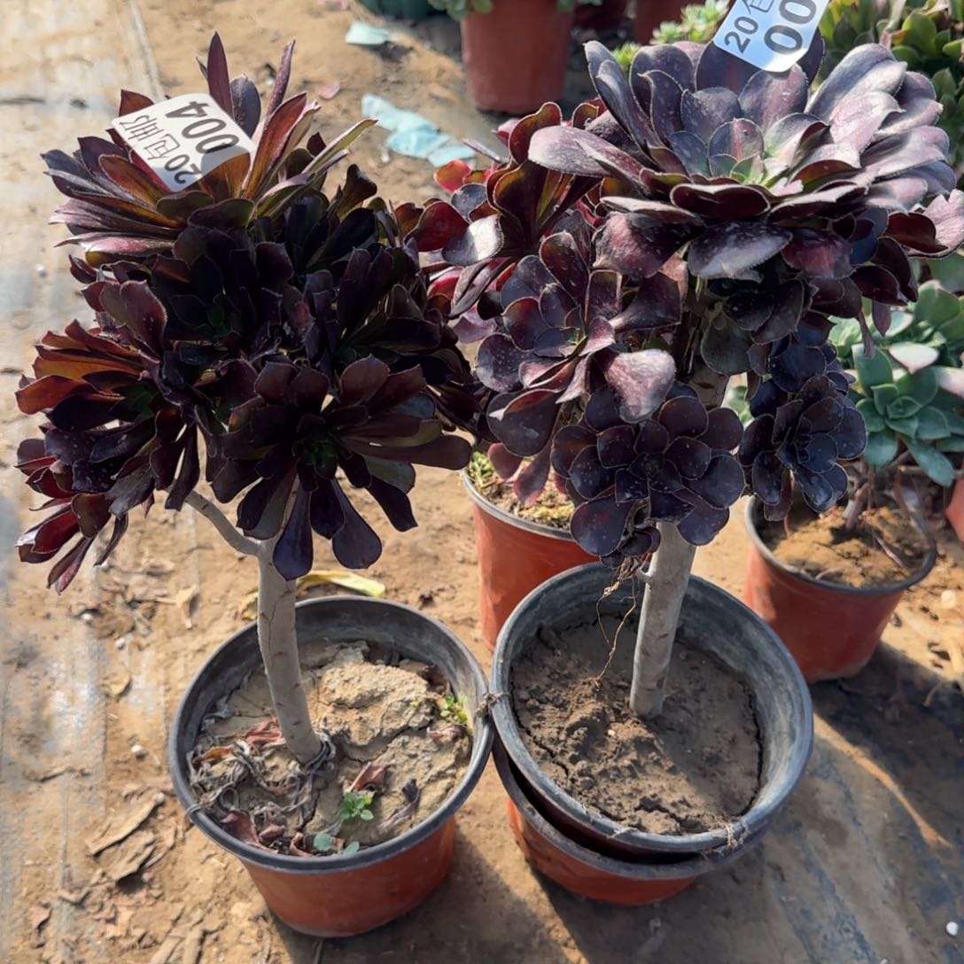 灰法师004晚霞阴阳005包邮断枝不包