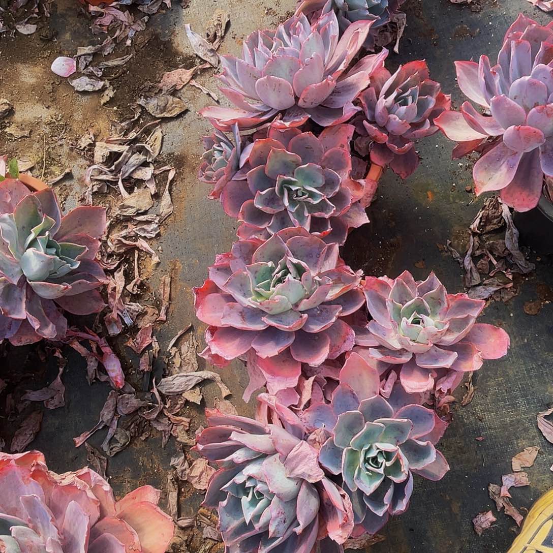 晚霞颗一组特价多肉砍过老桩50