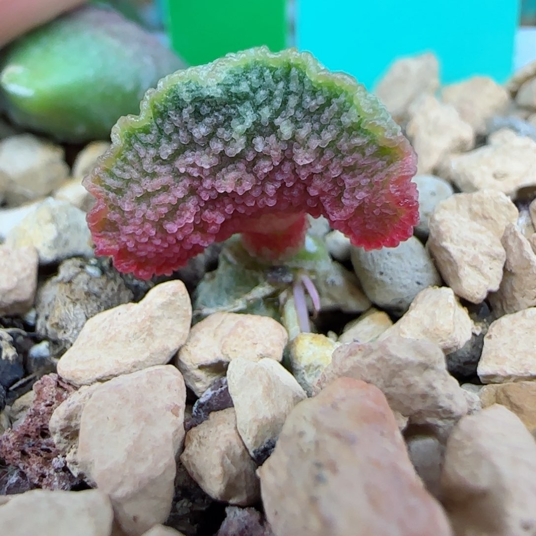 编号295过度叶一个，图为母本