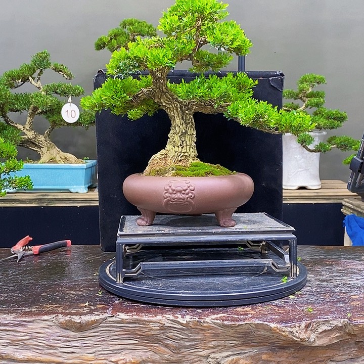 无花朵黄杨盆景四季常青