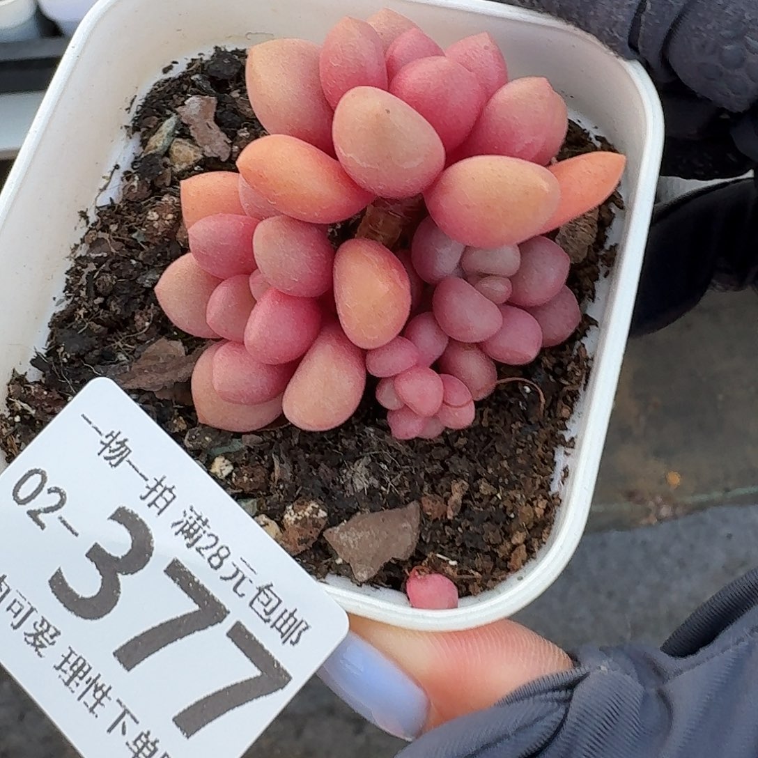 先锋派无盆土发货无