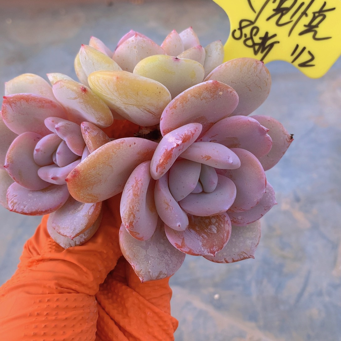 我家的小可爱们都好可爱啊哈哈哈