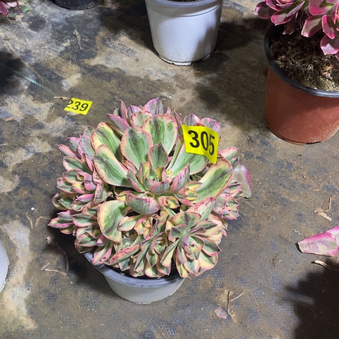 青花瓷多肉法师305