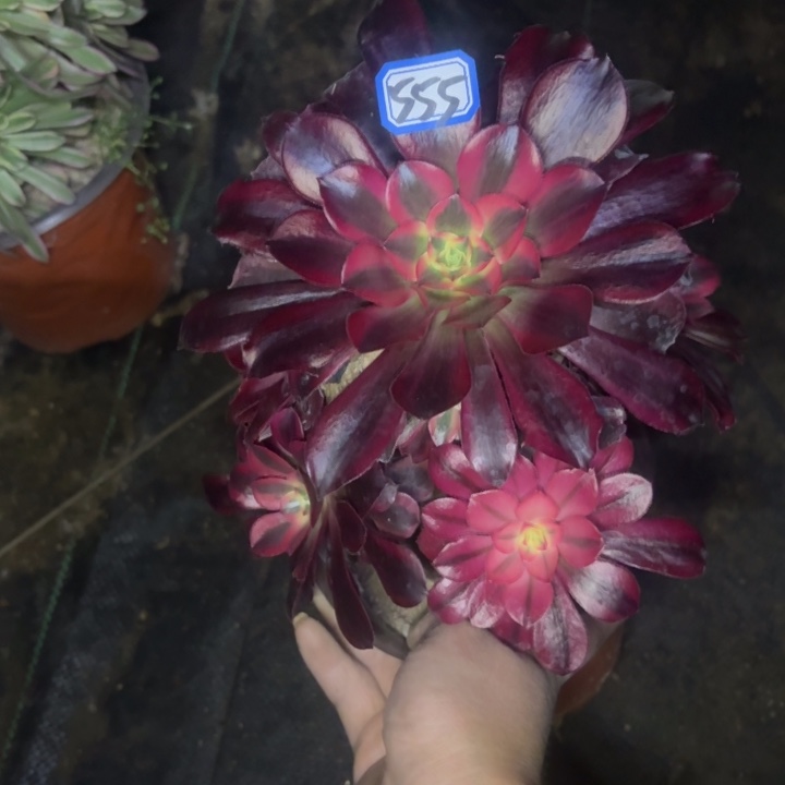 一物一拍多肉美杜莎555