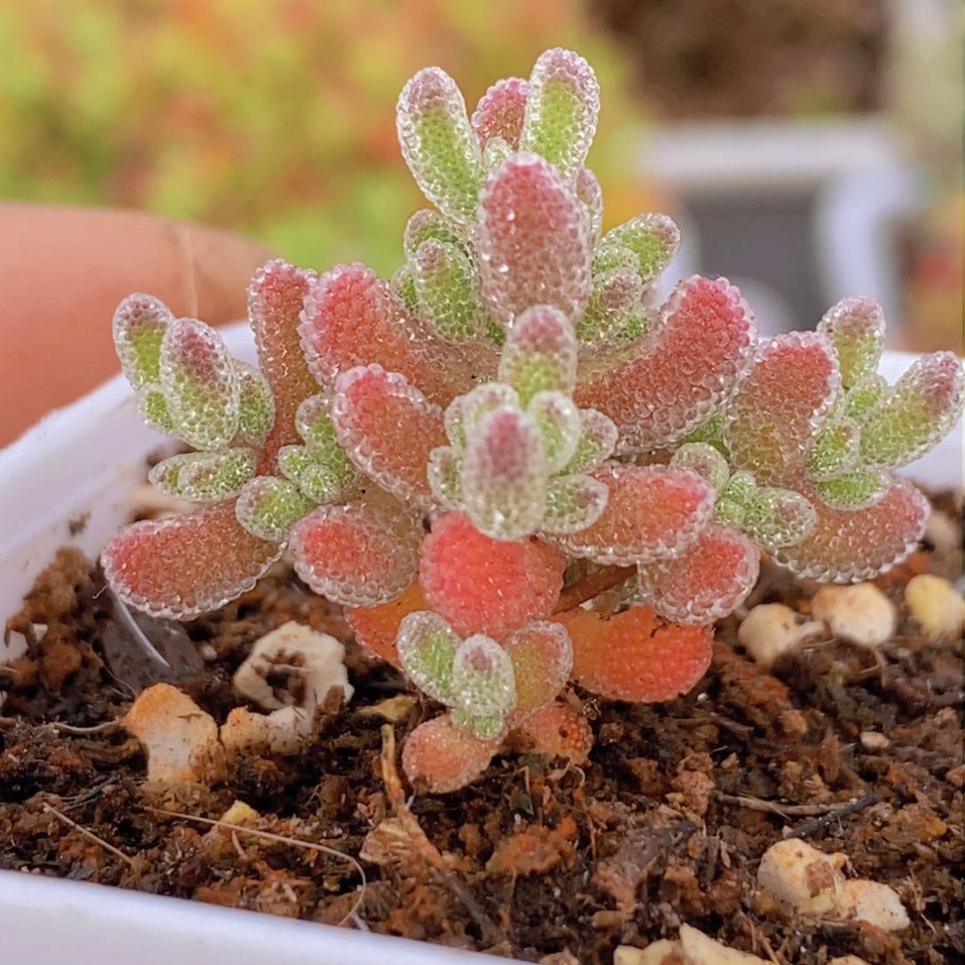 B26优选实生冰晶。    