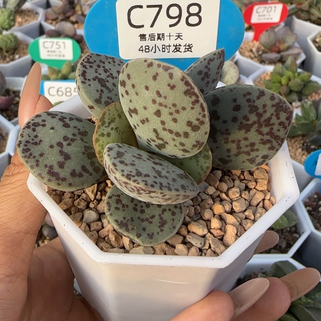 花蛋。    798。       