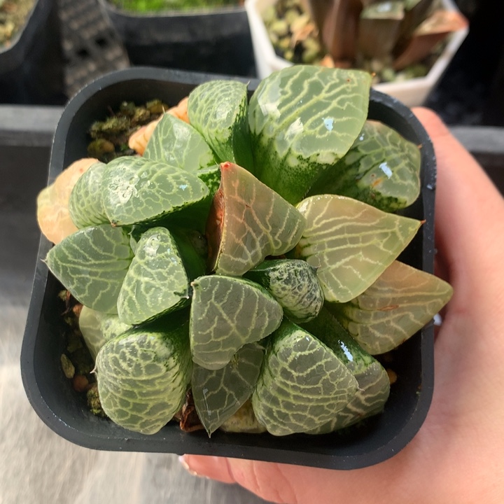 水晶康平101一物一拍