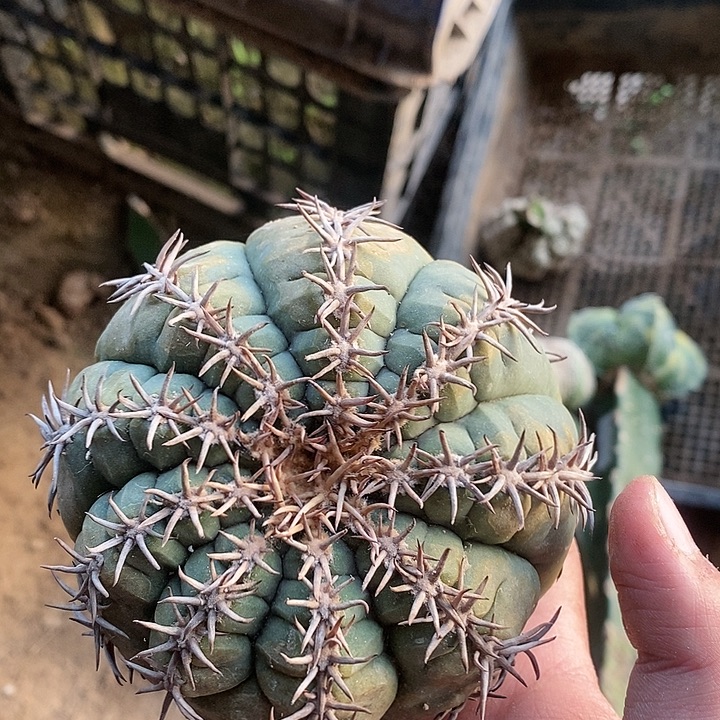 根芽福利狂刺猫爪