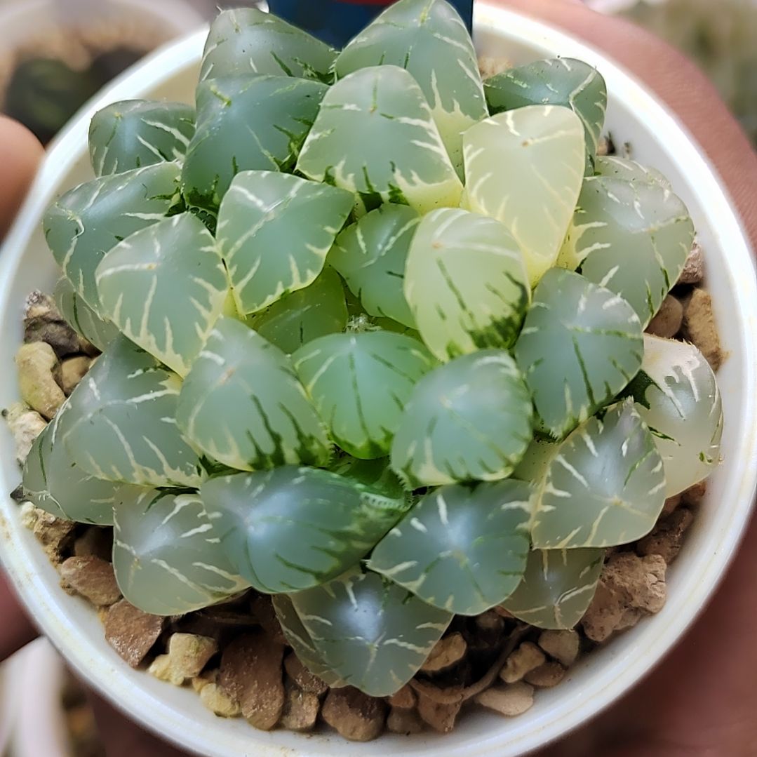 93号 花翼玉露锦 6.1厘米左右一物一拍带盆