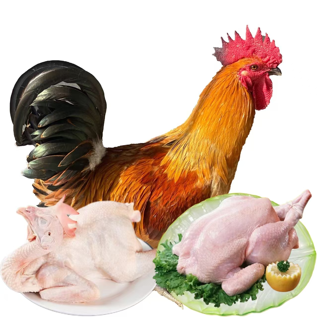 无品牌肉质鲜美云南散养鸡整鸡