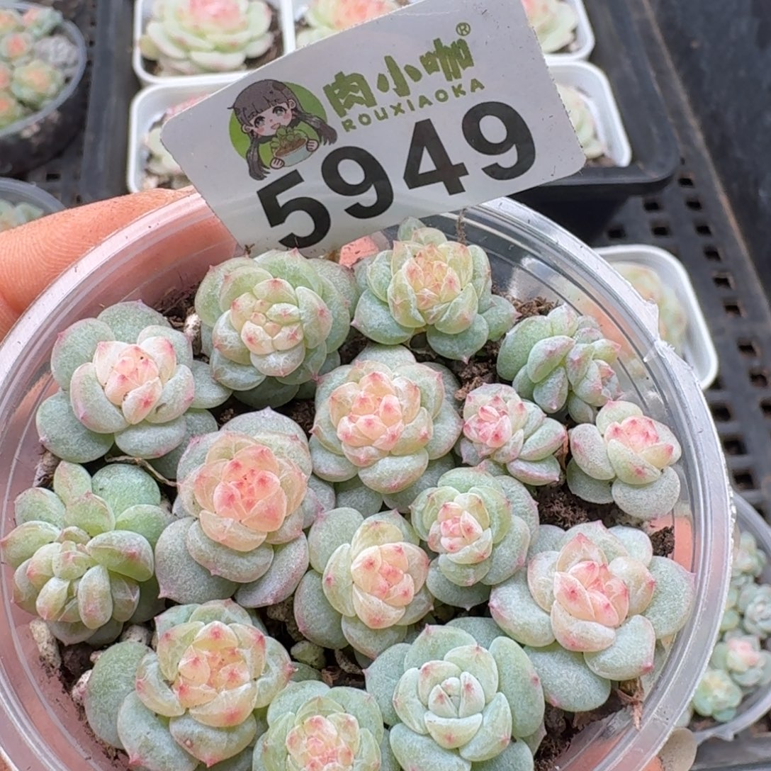 多肉植物多肉植物