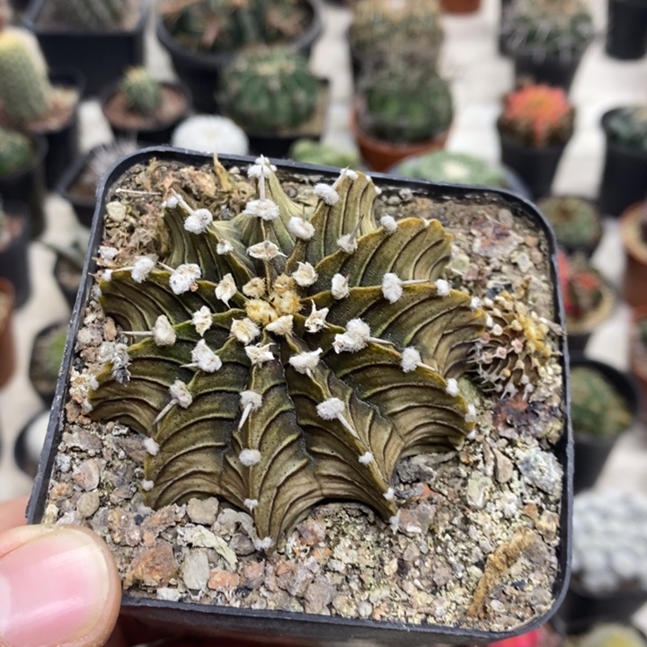 实生肋骨牡丹特价