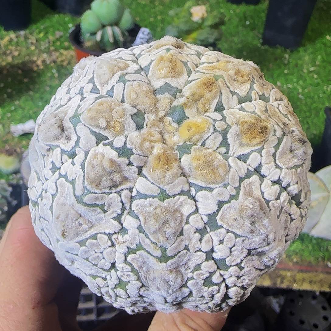 盾v兜982仙人球开花