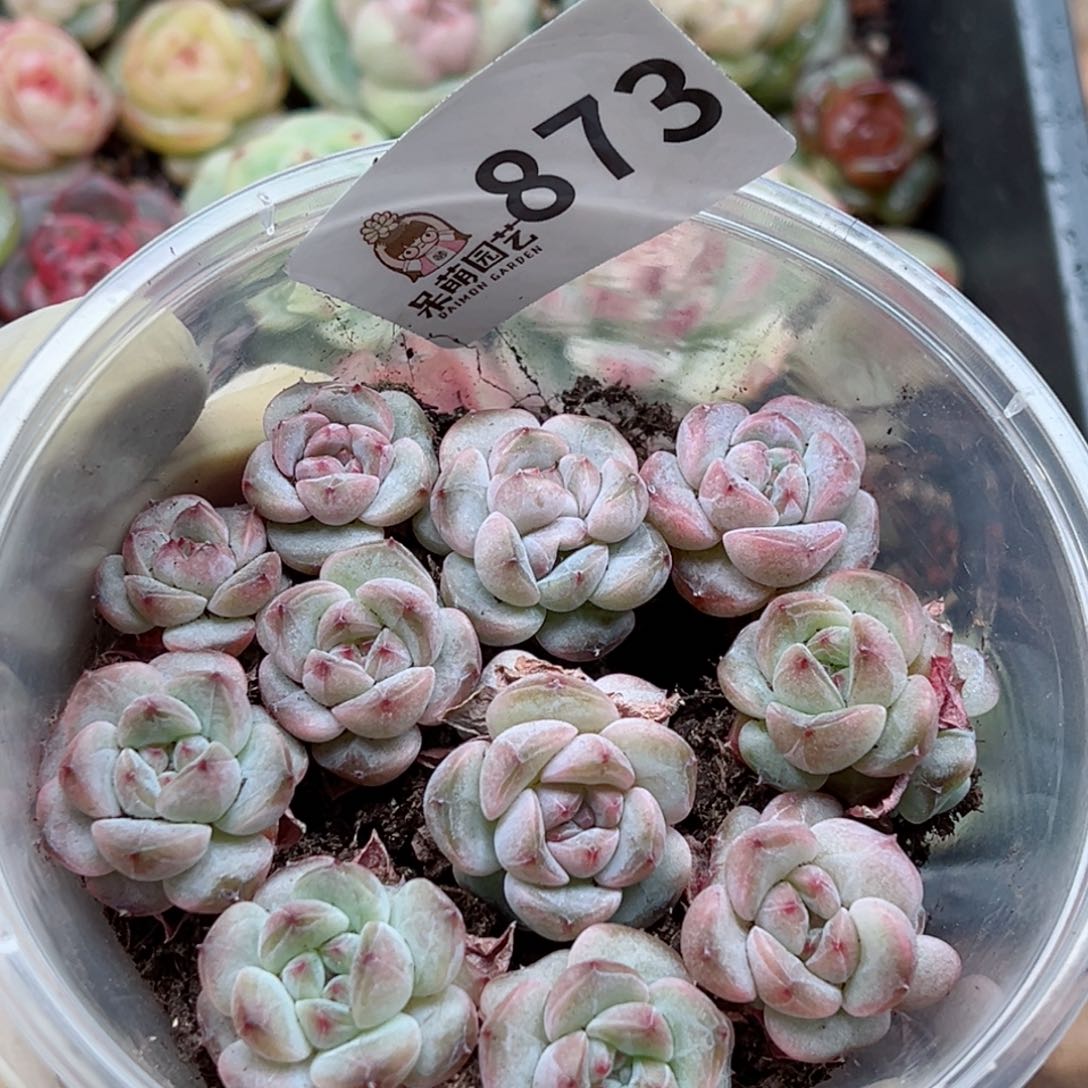 多肉植物多肉植物