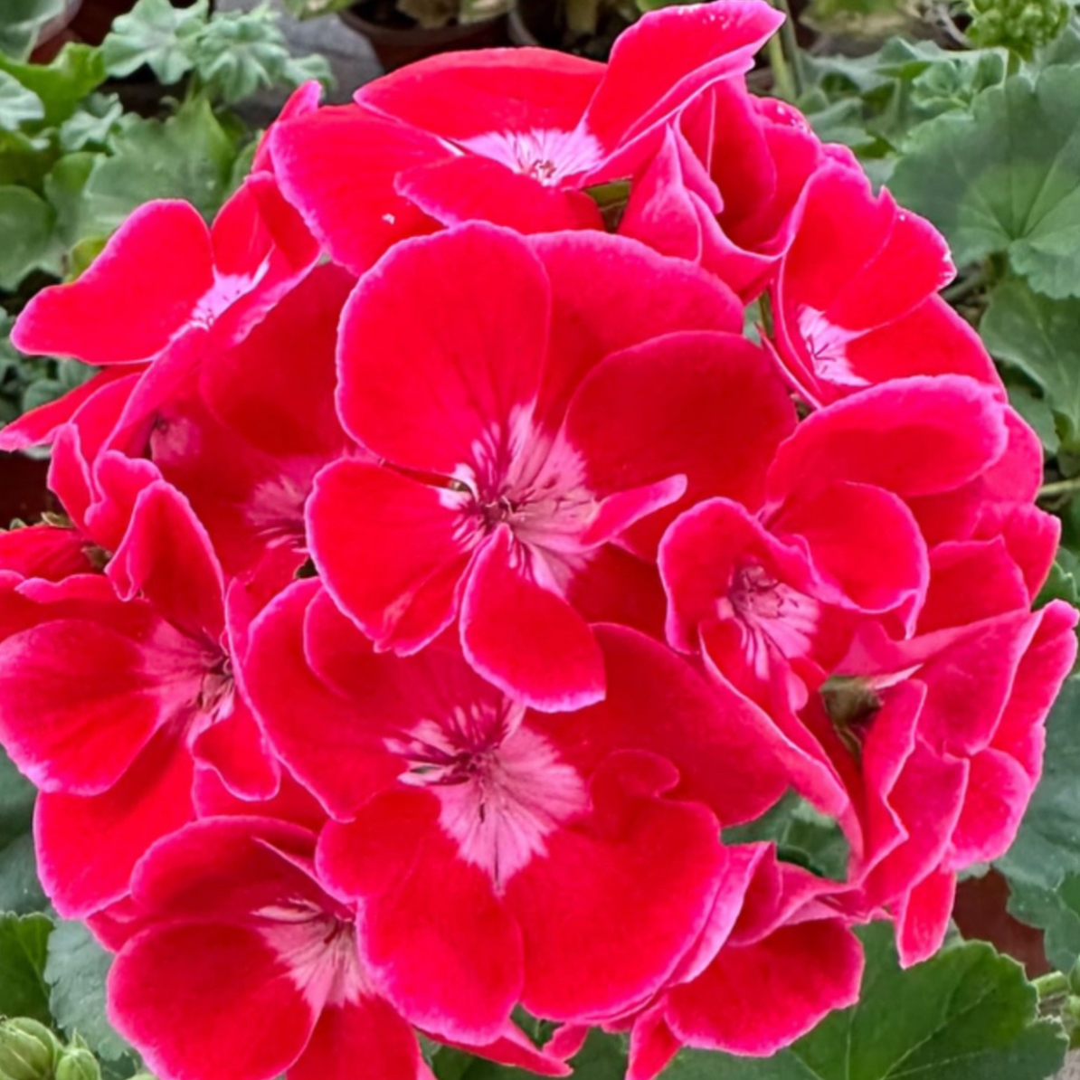 英柏家的天竺葵-红宝石英雄 花量大勤花四季开花阳台庭院花卉盆栽