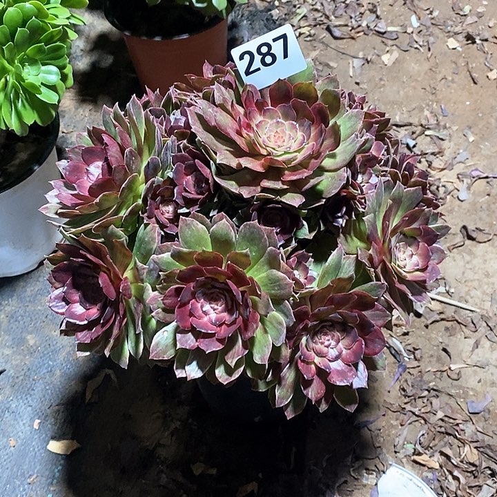 法师植物一物一拍287