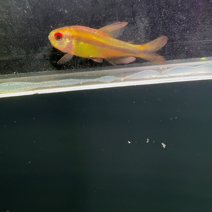 灯科鱼左上缸-4 浅云2.5cm左右 1条