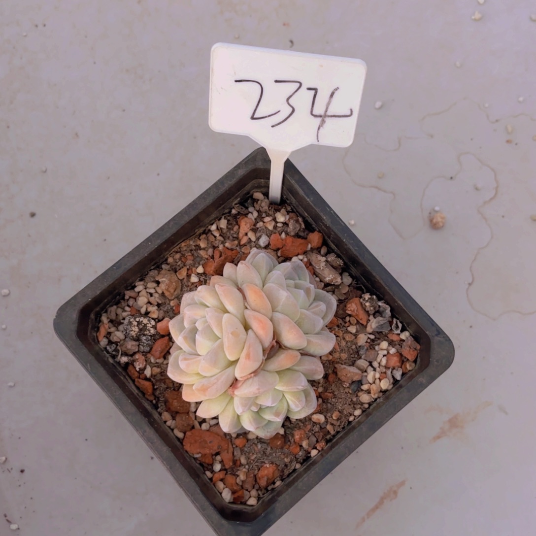 尔*我的小可爱们都好棒