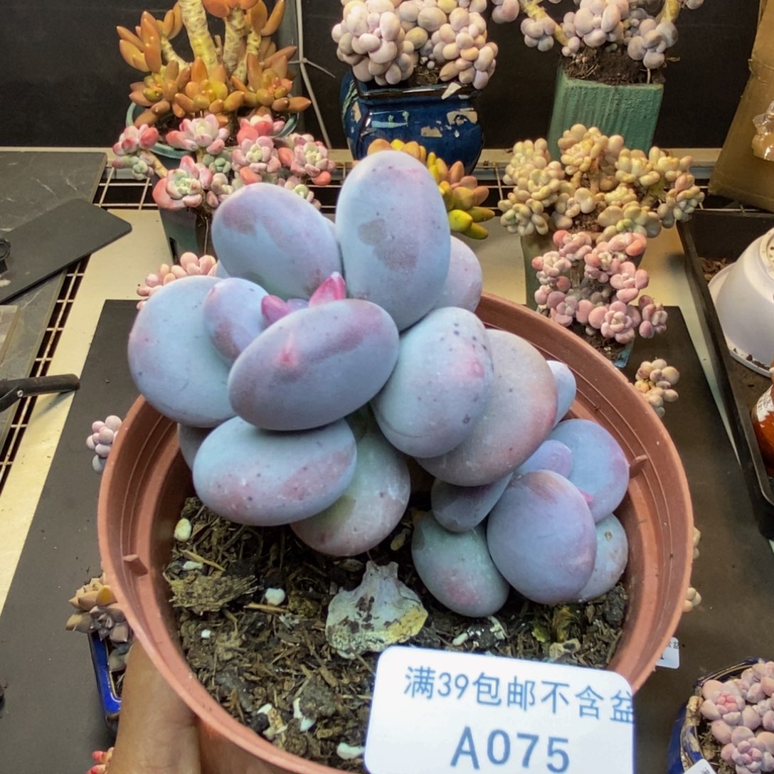 075大叶奶多肉8cm