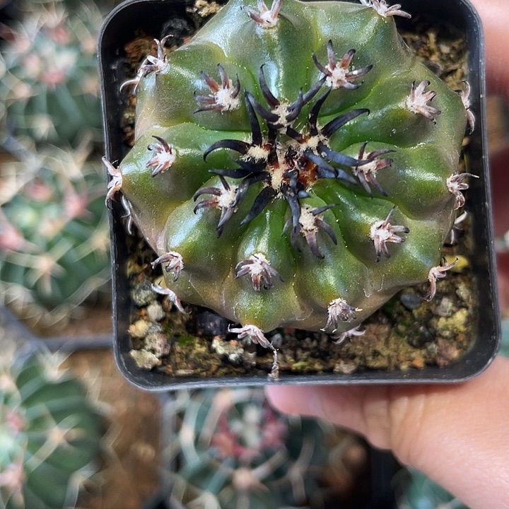 实生猫爪圆盘仙人球一颗