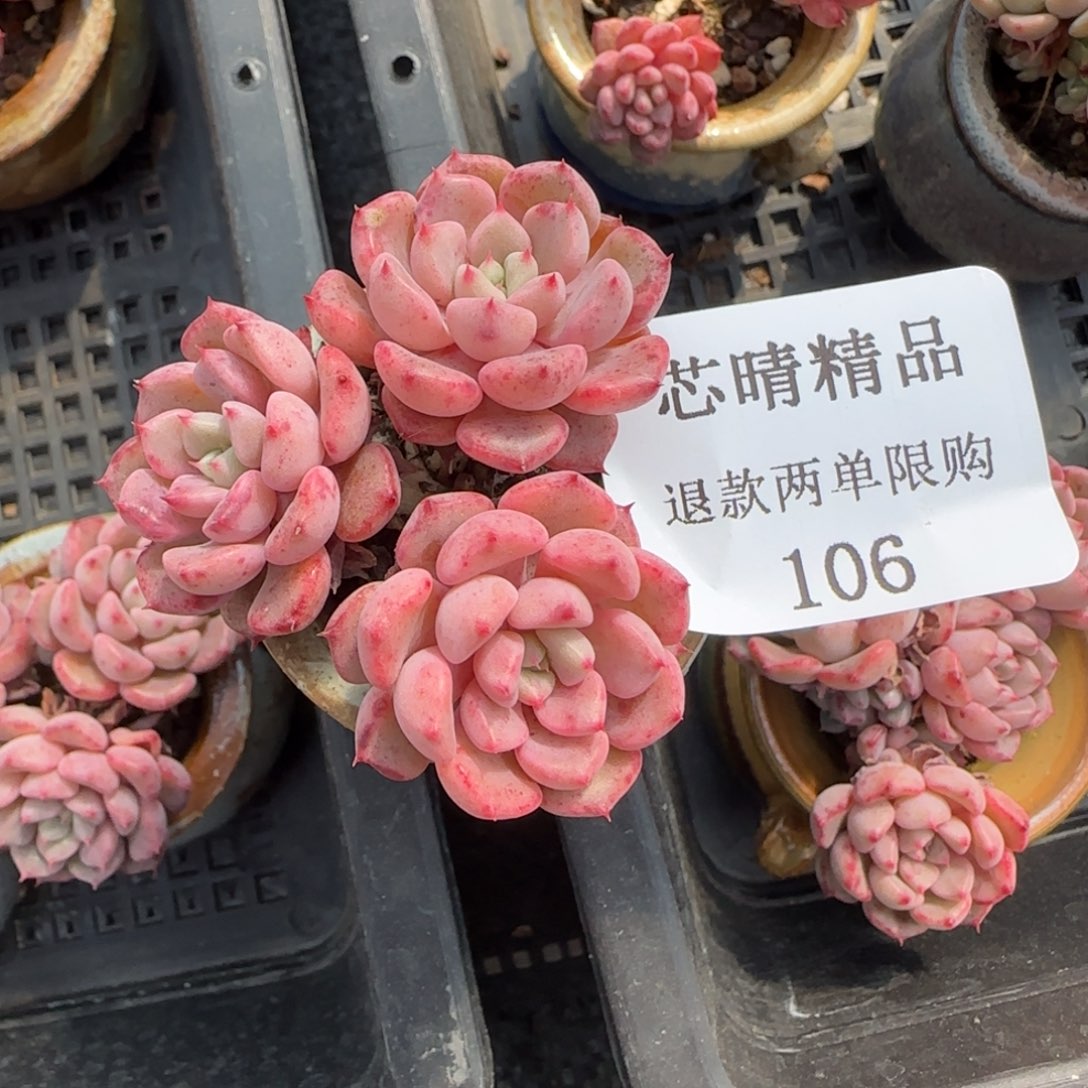 闪购精品多肉106号