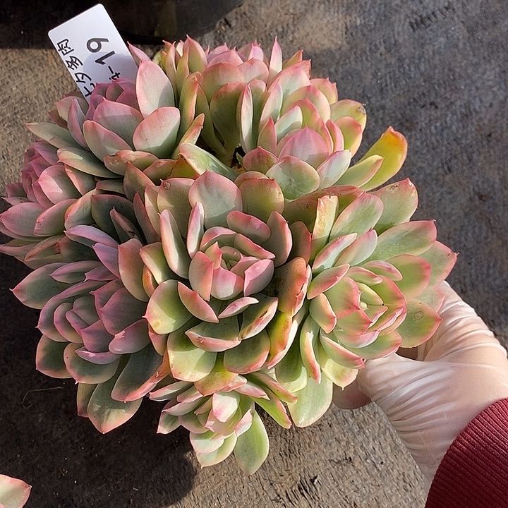 小七夕多肉绮罗锦19