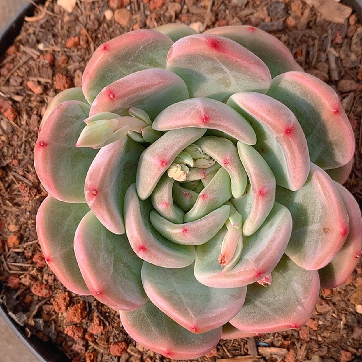 【闪购商品】云768