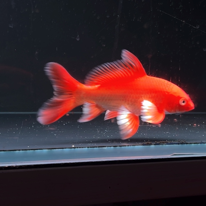 海水鱼后*蝴蝶题1 