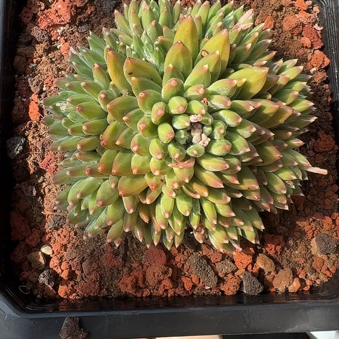 暗绿美人多肉植物