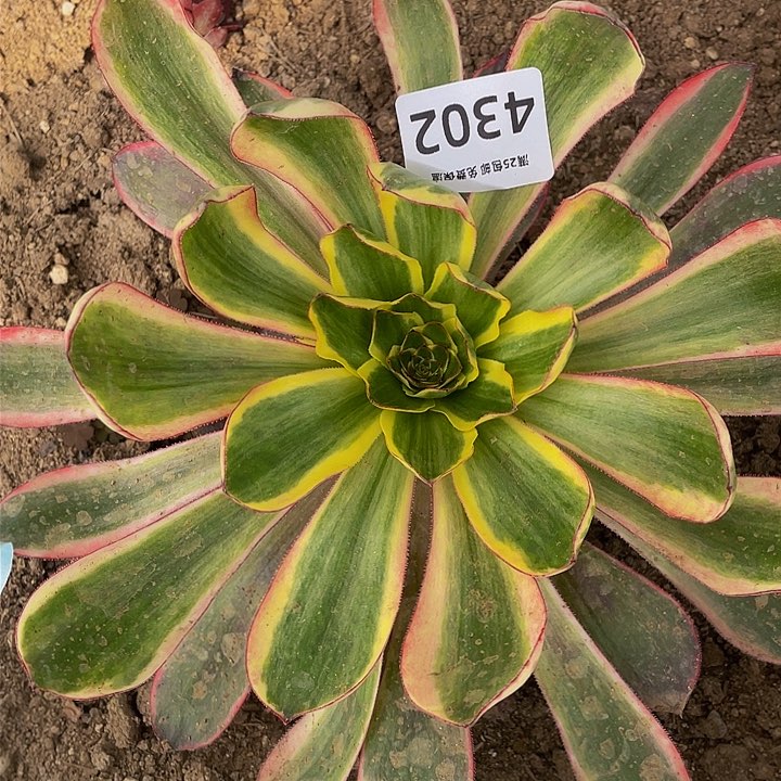 4302红魔女多肉植物