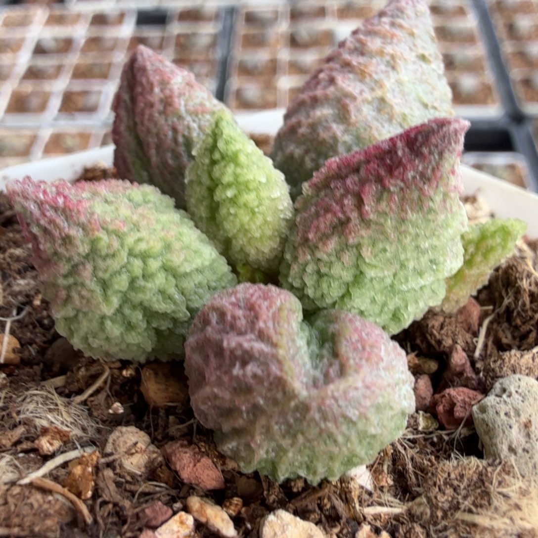 实生小苗 一物一拍